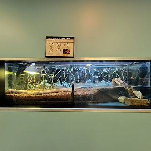 Ecomuseum Zoo - Wood turtle