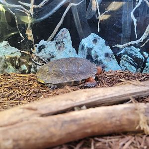 Ecomuseum Zoo - Wood turtle