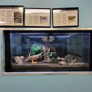 Ecomuseum Zoo - Blue-spotted salamander, yellow-spotted salamander, wood frog