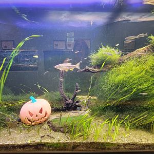 Ecomuseum Zoo - Northern redbelly dace, golden shiner