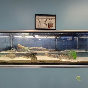 Ecomuseum Zoo - Spiny softshell turtle