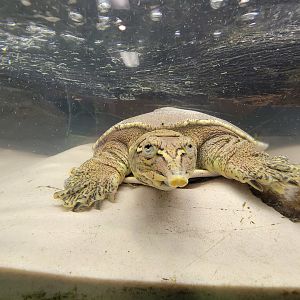 Ecomuseum Zoo - Spiny softshell turtle