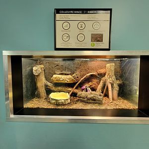 Ecomuseum Zoo - Ribbon snake