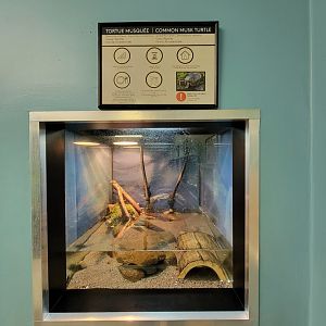 Ecomuseum Zoo - Common musk turtle