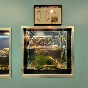 Ecomuseum Zoo - Spotted turtle