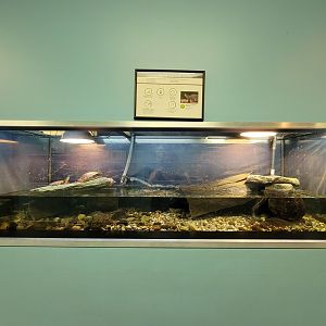 Ecomuseum Zoo - Painted turtle