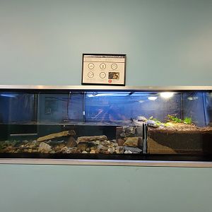 Ecomuseum Zoo - Blanding's turtle