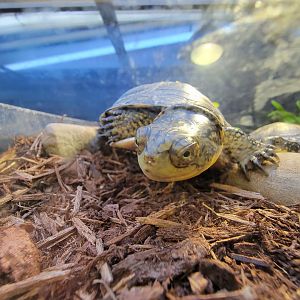 Ecomuseum Zoo - Blanding's turtle