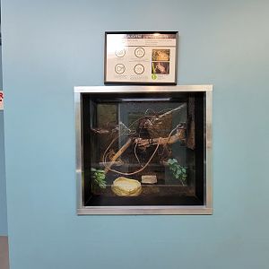 Ecomuseum Zoo - Spring peeper