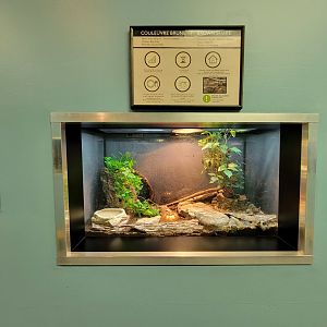 Ecomuseum Zoo - Brown snake