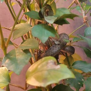 Ecomuseum Zoo - Brown snake