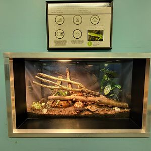 Ecomuseum Zoo - Smooth green snake
