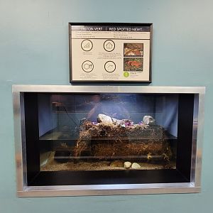 Ecomuseum Zoo - Red spotted newt