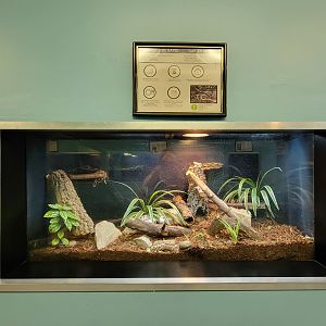 Ecomuseum Zoo - Garter snake