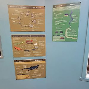 Ecomuseum Zoo - Amphibian life cycle signs