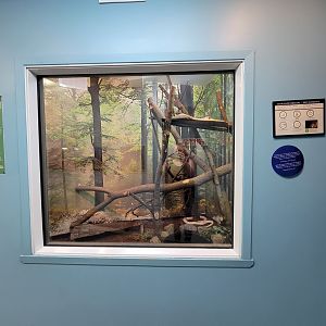 Ecomuseum Zoo - Grey ratsnake