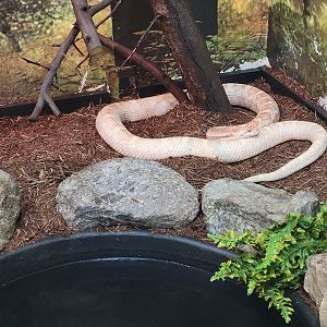Ecomuseum Zoo - Grey ratsnake