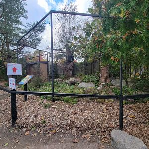 Ecomuseum Zoo - Barred owl