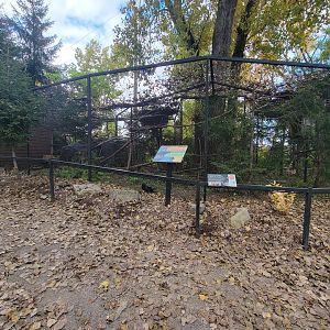 Ecomuseum Zoo - Common raven