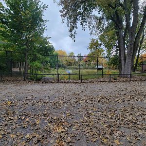 Ecomuseum Zoo - Whitetail deer