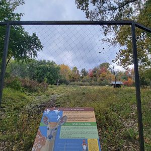 Ecomuseum Zoo - Whitetail deer