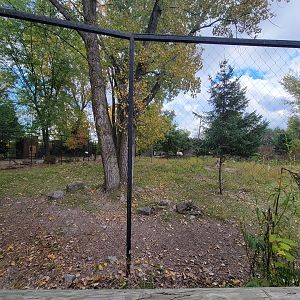 Ecomuseum Zoo - Whitetail deer