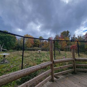 Ecomuseum Zoo - Whitetail deer