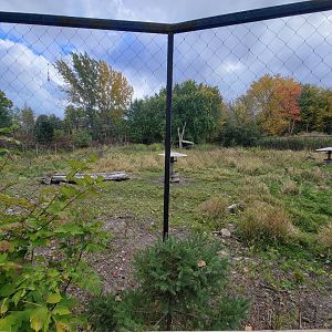 Ecomuseum Zoo - Whitetail deer