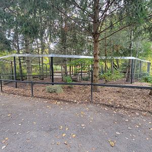 Ecomuseum Zoo - Wild turkey