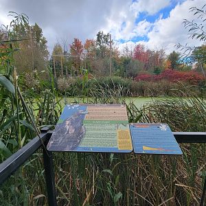 Ecomuseum Zoo - View from across pond of golden, bald eagle exhibit
