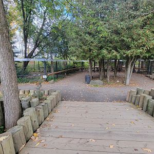 Ecomuseum Zoo - Wild turkey