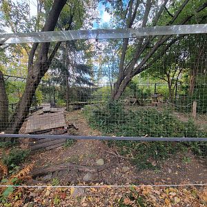 Ecomuseum Zoo - Wild turkey