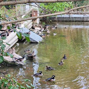 Ecomuseum Zoo - Aviary