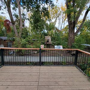 Ecomuseum Zoo - Raccoons