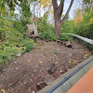 Ecomuseum Zoo - Very large raccoons