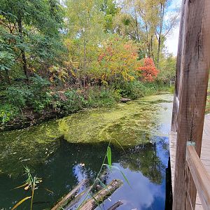 Ecomuseum Zoo - Turtle pond