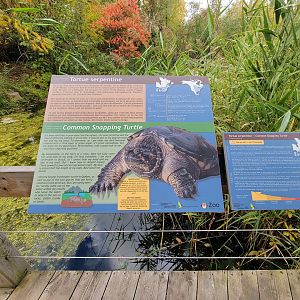 Ecomuseum Zoo - Signage example, common snapping turtle