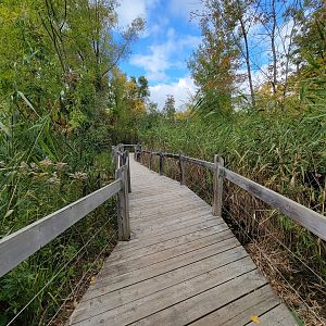 Ecomuseum Zoo - Turtle boardwalk