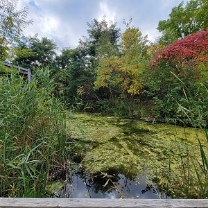 Ecomuseum Zoo - Turtle pond