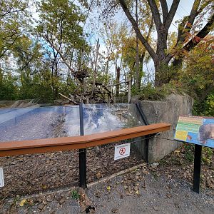 Ecomuseum Zoo - North American porcupine