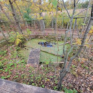Ecomuseum Zoo - Wood turtle outdoor area