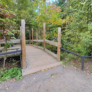 Ecomuseum Zoo - Canada lynx