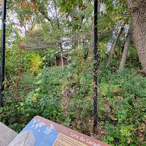 Ecomuseum Zoo - Canada lynx