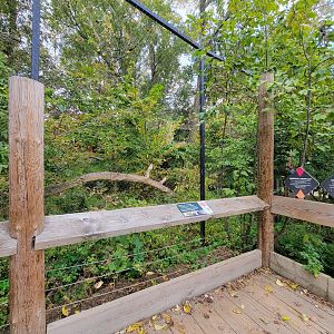 Ecomuseum Zoo - Canada lynx