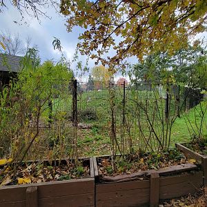 Ecomuseum Zoo - Huge Arctic fox exhibit
