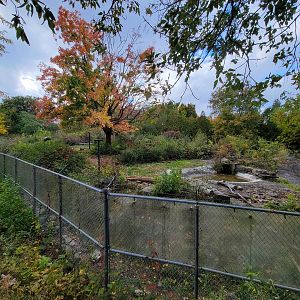 Ecomuseum Zoo - Black bear