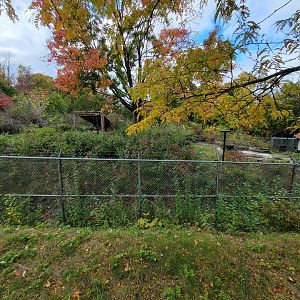 Ecomuseum Zoo - Black bear