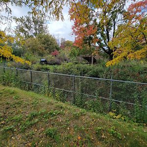 Ecomuseum Zoo - Black bear