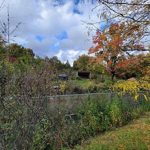 Ecomuseum Zoo - Black bear