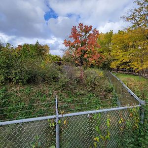 Ecomuseum Zoo - Black bear